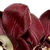 🥀 Эмодзи «Red Flowers» для Telegram