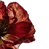 🥀 Эмодзи «Red Flowers» для Telegram