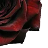 🥀 Эмодзи «Red Flowers» для Telegram