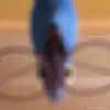🦜 Эмодзи «Rio» для Telegram