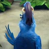 🦜 Эмодзи «Rio» для Telegram