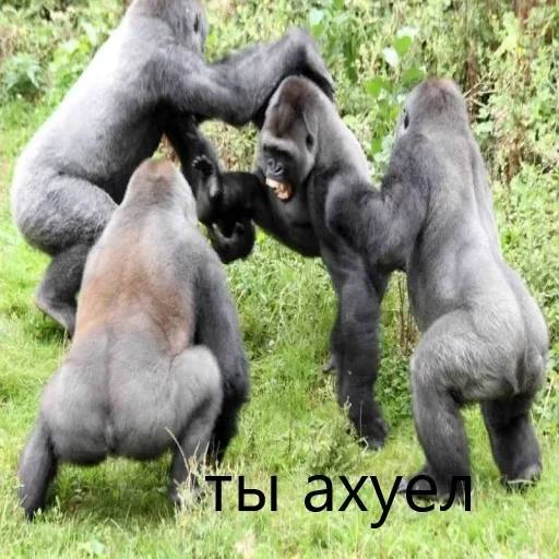 🦍 Стикер «M1zex Stickers Rofls» для Telegram