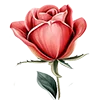 🌹 Эмодзи «Розовый сад - серые буквы и розовые цифры» для Telegram