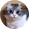 🤩 Эмодзи «Кругляши Комару Кот» для Telegram