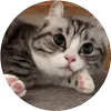 🤩 Эмодзи «Кругляши Комару Кот» для Telegram