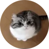 🤩 Эмодзи «Кругляши Комару Кот» для Telegram