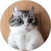 🤩 Эмодзи «Кругляши Комару Кот» для Telegram