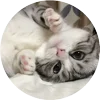 🤩 Эмодзи «Кругляши Комару Кот» для Telegram