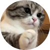🤩 Эмодзи «Кругляши Комару Кот» для Telegram