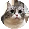 🤩 Эмодзи «Кругляши Комару Кот» для Telegram