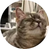 🤩 Эмодзи «Кругляши Комару Кот» для Telegram