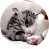 🤩 Эмодзи «Кругляши Комару Кот» для Telegram