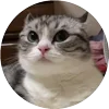 🤩 Эмодзи «Кругляши Комару Кот» для Telegram