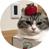 🤩 Эмодзи «Кругляши Комару Кот» для Telegram