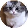 🤩 Эмодзи «Кругляши Комару Кот» для Telegram