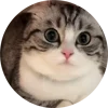 🤩 Эмодзи «Кругляши Комару Кот» для Telegram