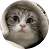 🤩 Эмодзи «Кругляши Комару Кот» для Telegram