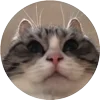 🤩 Эмодзи «Кругляши Комару Кот» для Telegram
