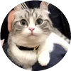 🤩 Эмодзи «Кругляши Комару Кот» для Telegram