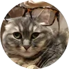 🤩 Эмодзи «Кругляши Комару Кот» для Telegram