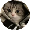 🤩 Эмодзи «Кругляши Комару Кот» для Telegram
