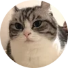 🤩 Эмодзи «Кругляши Комару Кот» для Telegram