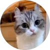 🤩 Эмодзи «Кругляши Комару Кот» для Telegram