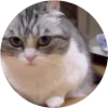🤩 Эмодзи «Кругляши Комару Кот» для Telegram