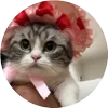 🤩 Эмодзи «Кругляши Комару Кот» для Telegram