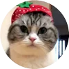 🤩 Эмодзи «Кругляши Комару Кот» для Telegram