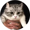 🤩 Эмодзи «Кругляши Комару Кот» для Telegram