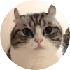 🤩 Эмодзи «Кругляши Комару Кот» для Telegram