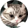 🤩 Эмодзи «Кругляши Комару Кот» для Telegram