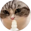 🤩 Эмодзи «Кругляши Комару Кот» для Telegram