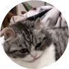 🤩 Эмодзи «Кругляши Комару Кот» для Telegram