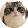 🤩 Эмодзи «Кругляши Комару Кот» для Telegram