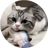 🤩 Эмодзи «Кругляши Комару Кот» для Telegram