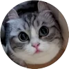 🤩 Эмодзи «Кругляши Комару Кот» для Telegram