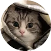 🤩 Эмодзи «Кругляши Комару Кот» для Telegram