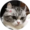 🤩 Эмодзи «Кругляши Комару Кот» для Telegram