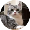 🤩 Эмодзи «Кругляши Комару Кот» для Telegram