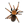 🕷 Эмодзи «Routine» для Telegram