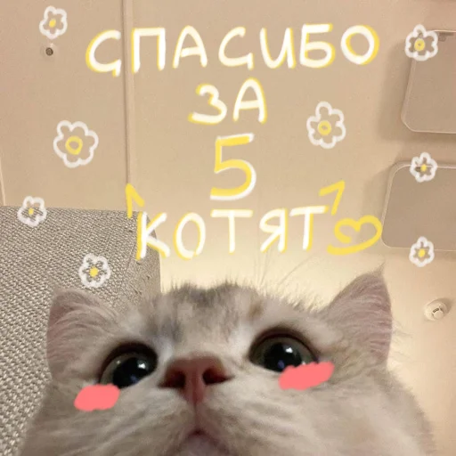 Стикерпак My kittens для Telegram — скачать