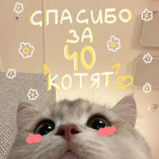🐱 Стикер «My kittens» для Telegram