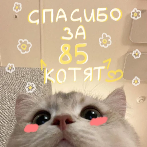 🐱 Стикер «My kittens» для Telegram
