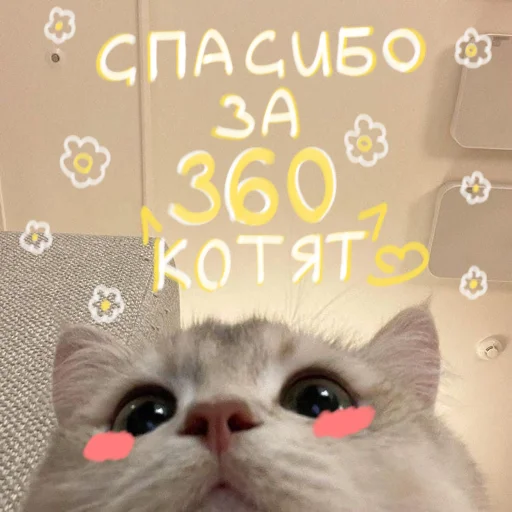 🐱 Стикер «My kittens» для Telegram