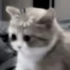 😐 Эмодзи «Сарка Тгк» для Telegram