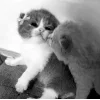 🖤 Эмодзи «Сарка Тгк» для Telegram