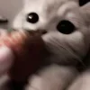 🍓 Эмодзи «Сарка Тгк» для Telegram