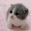 🥺 Эмодзи «Сарка Тгк» для Telegram